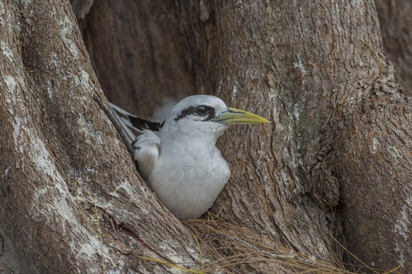 White-tailed tropicbird