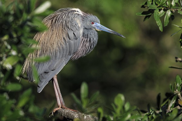 Tricolored heron