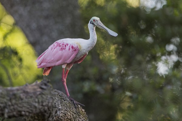 Roseate Spoonbill