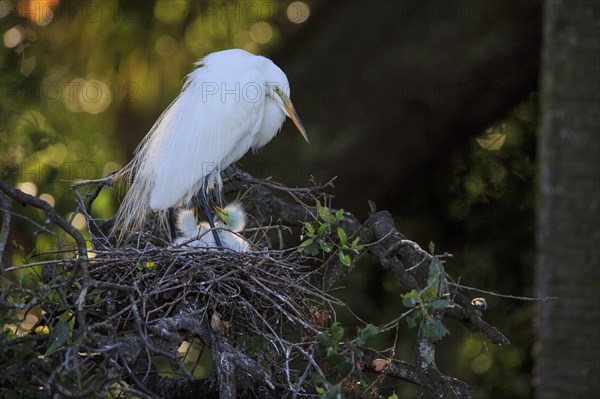 Great egret