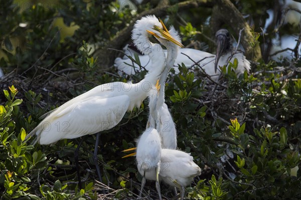 Great egret