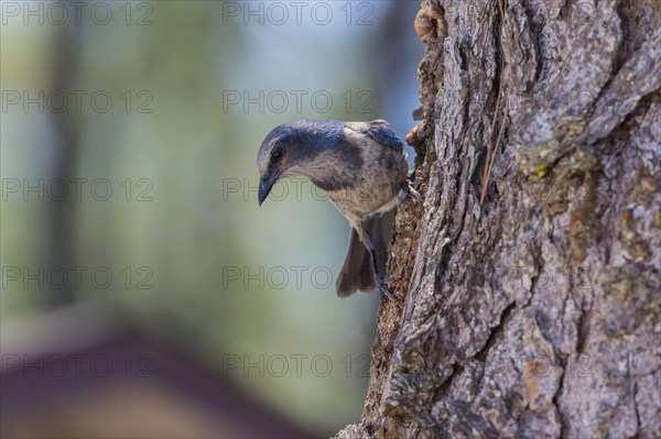 Florida Jay