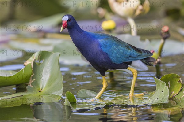 American purple gallinule