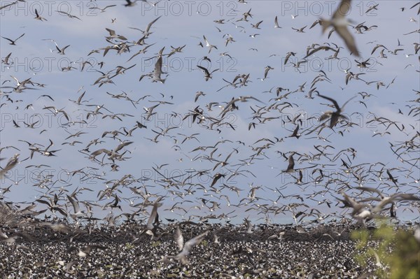 Russian Tern