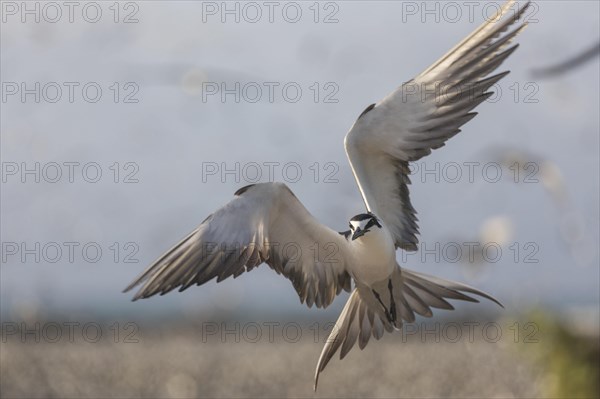 Russian Tern