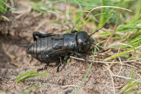 Gryllus campestris