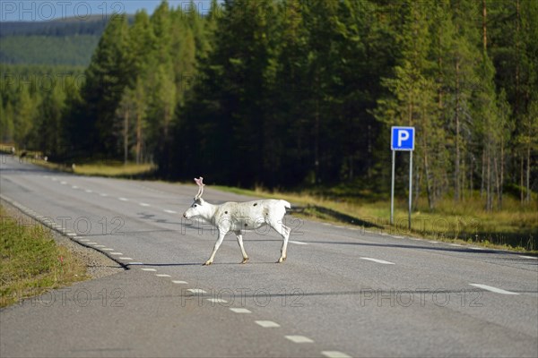 Reindeer on the E45 near Renviken