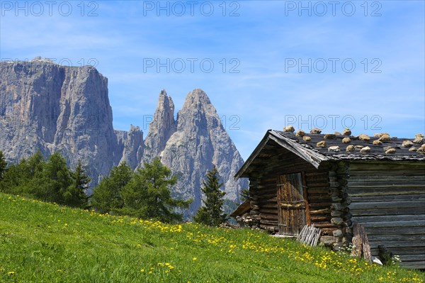 Alpine pasture on the Alpe di Siusi with Sciliar