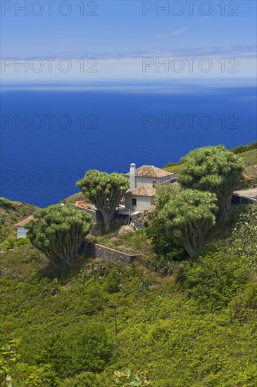 Dragon trees on the north coast of La Palma