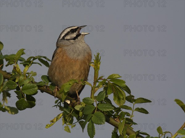 Rock Bunting