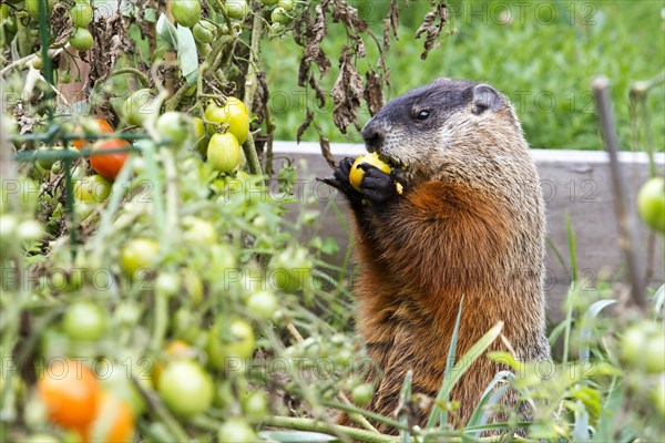 Marmot eating tomatoes in a garden