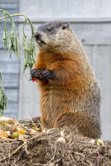 Groundhog feeding on a compost heap