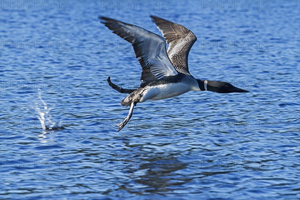 Great Northern Loon