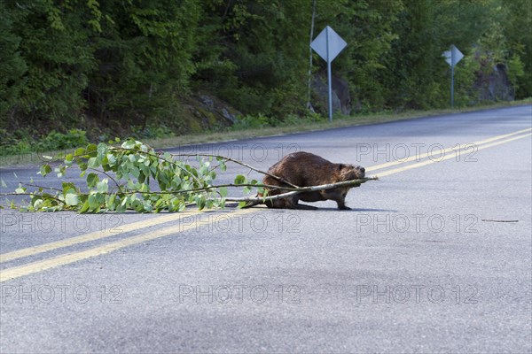 Beaver pulling a tree across a road