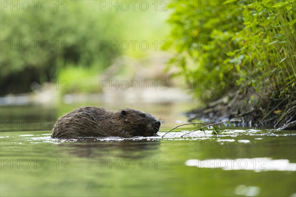 European beaver