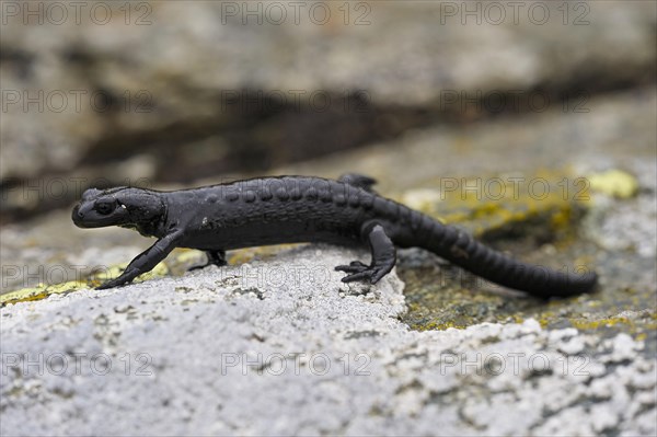 European Black Salamander