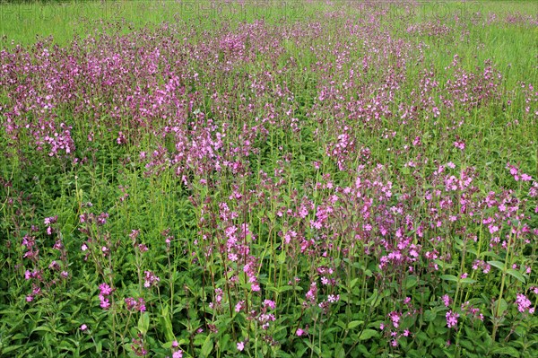 Red campion