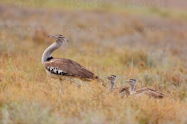 Kori bustard