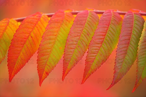 Staghorn sumac