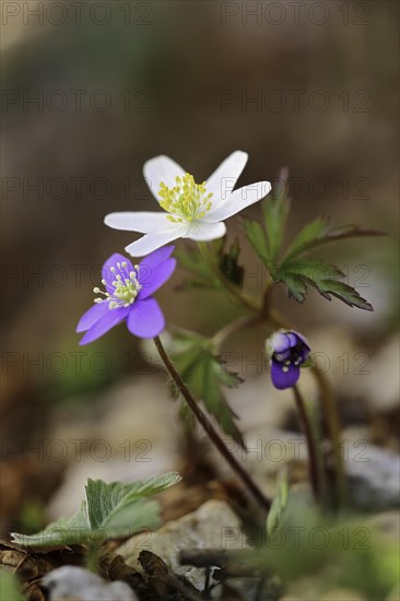 Wood anemone