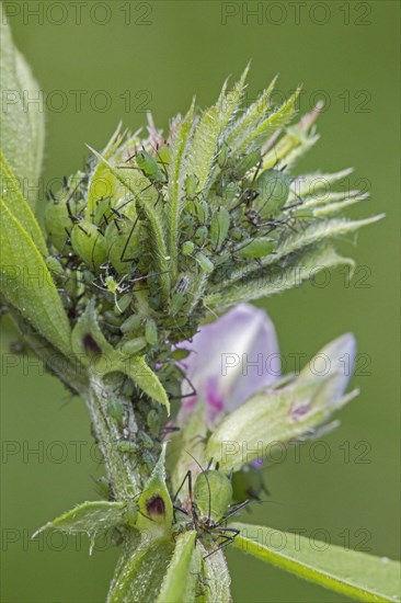 Green aphids