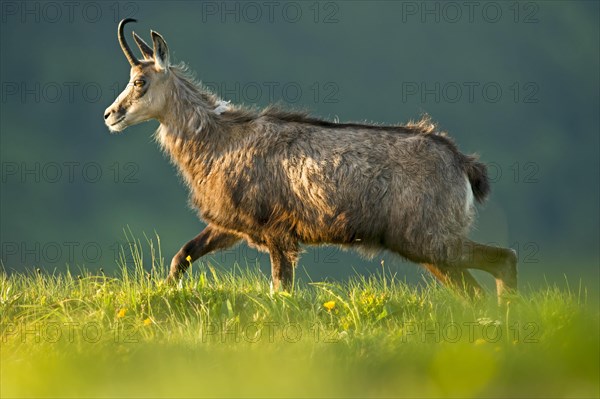 Chamois