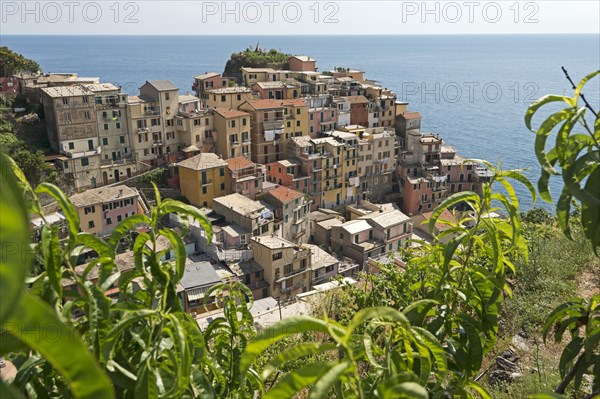 Manarola