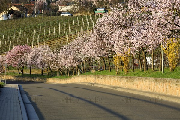 Almond tree