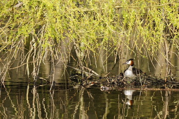 Great crested grebe