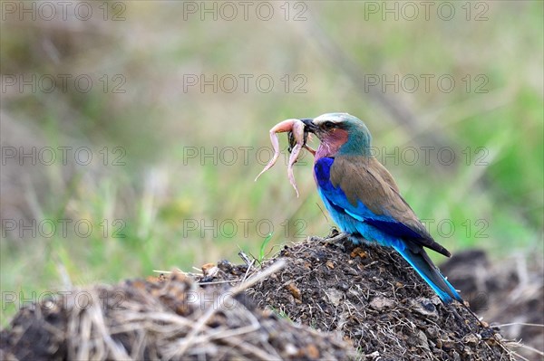 Lilac breasted roller