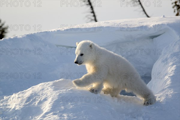 Polar bear