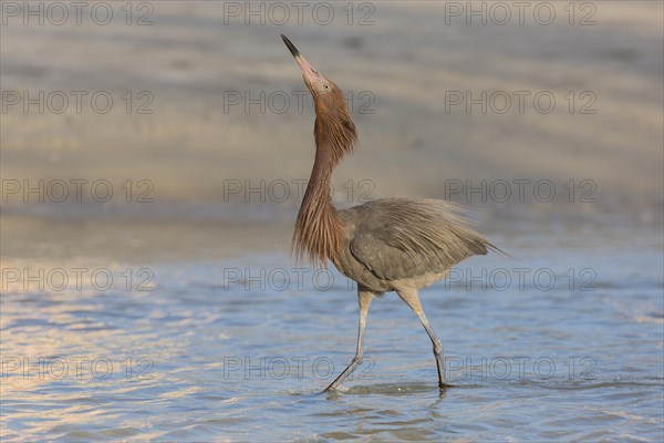 Blue-footed heron