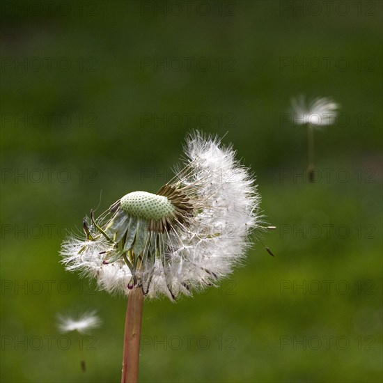 Dandelion