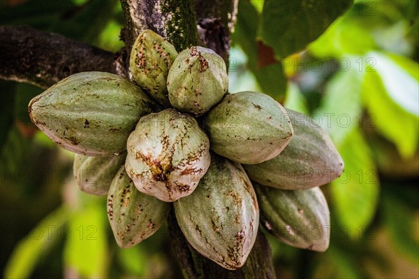 Cocoa beans on the tree