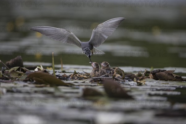 Black terns