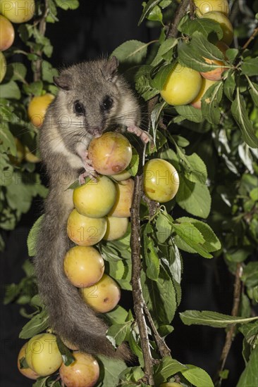 Edible dormouse