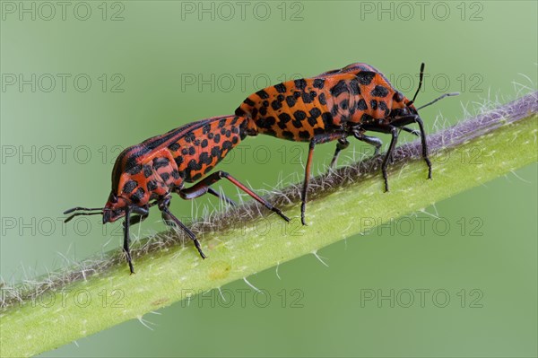 Italian striped-bug