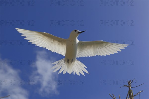 White tern