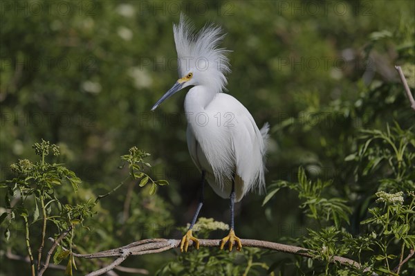 Snowy egret