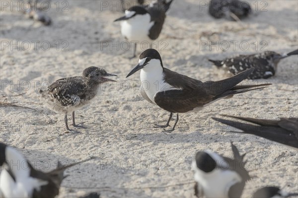 Russian Tern