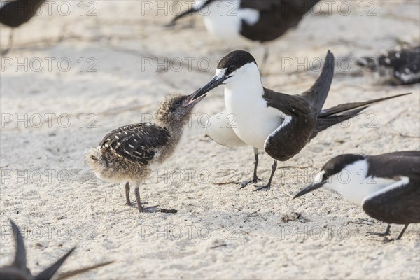 Russian Tern