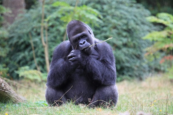 Western lowland gorilla