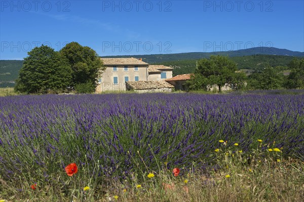 Lavender fields near Sault