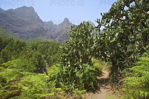 Parque Nacional de la Caldera de Taburiente