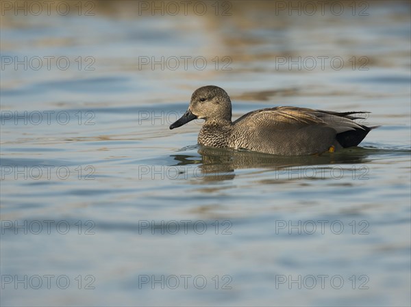 Gadwall