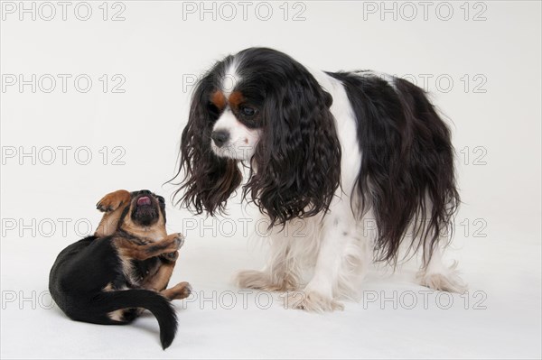 Cavalier King Charles Spaniel