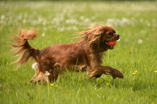 Cavalier King Charles Spaniel