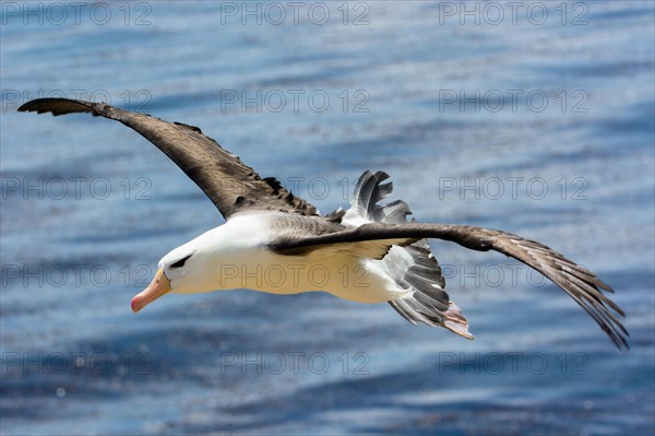 Black-browed Albatross