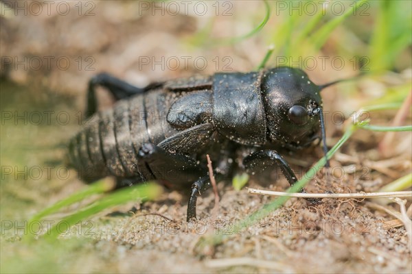 Gryllus campestris