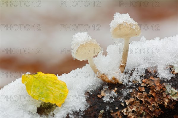 Snow covered mushrooms